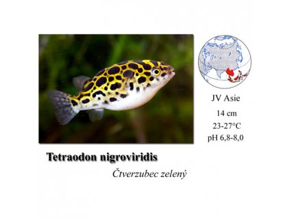 Čtverzubec zelený / Tetraodon nigroviridis