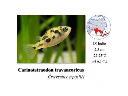 Čtverzubec trpasličí / Carinotetraodon travancoricus