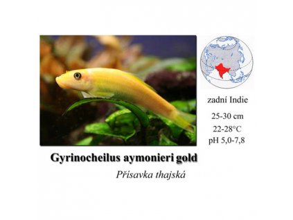 Přísavka thajská / Gyrinocheilus aymonieri gold