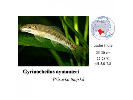 Přísavka thajská / Gyrinocheilus aymonieri