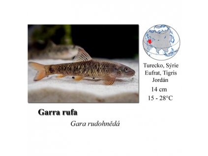 Gara rudohnědá / Garra rufa