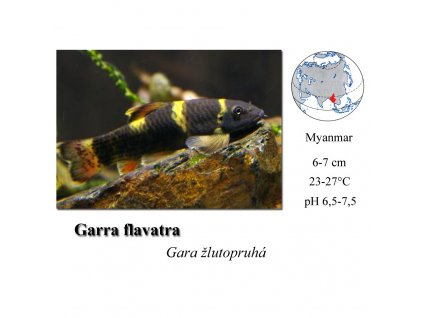 Garra flavatra / Gara žlutopruhá