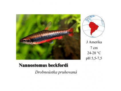 Nannostomus beckfordi / Drobnoústka pruhovaná