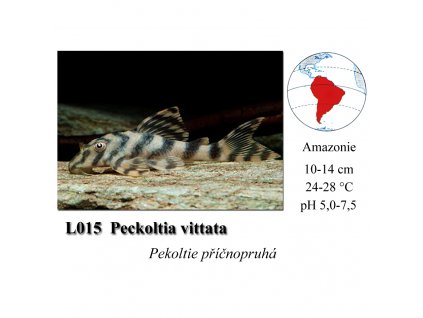 Pekoltie příčnopruhá / L015 Peckoltia vittata