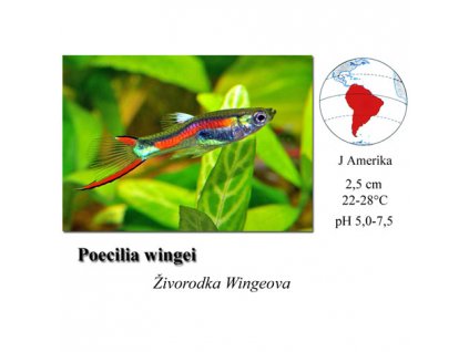 Živorodka Wingeova "Endlerka" / Poecilia wingei