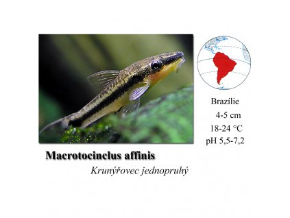 Krunýřovec jednopruhý / Otocinclus affinis