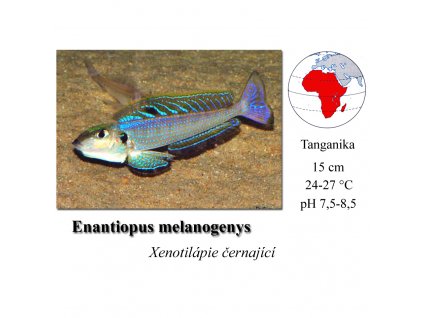 Xenotilápie černající / Enantiopus melanogenys
