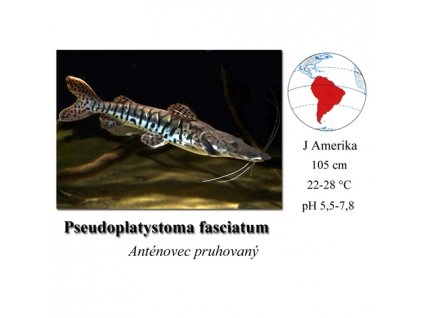 Anténovec pruhovaný / Pseudoplatystoma fasciatum