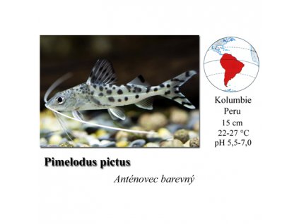 Anténovec barevný / Pimelodus pictus