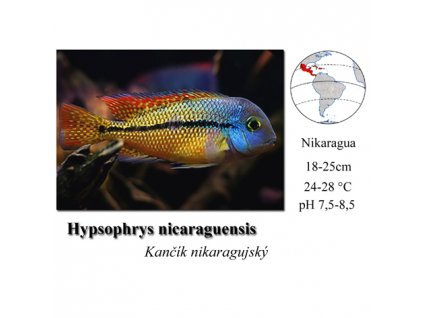 Hypsophrys nicaraguensis / Kančík nikaragujský