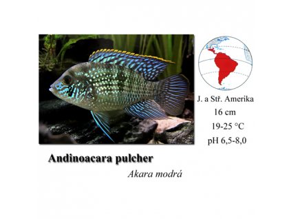 Akara modrá / Andinoacara pulcher