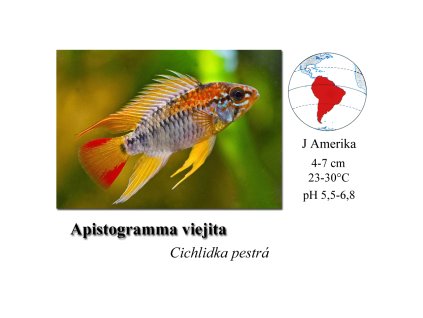 Cichlidka pestrá / Apistogramma viejita