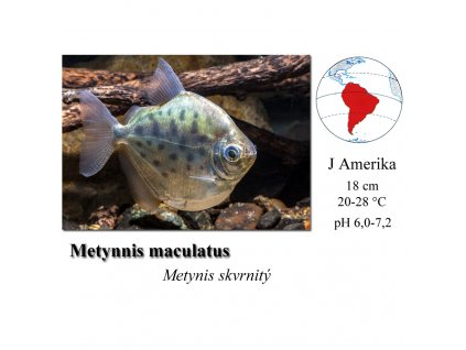 Metynis skvrnitý / Metynnis maculatus