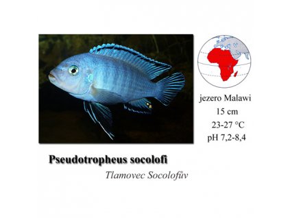 Tlamovec Socolofův / Pseudotropheus socolofi