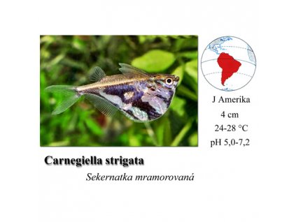 Carnegiella strigata / Sekernatka mramorová