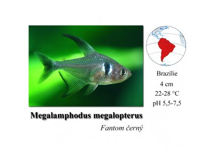 Fantom černý / Megalamphodus megalopterus