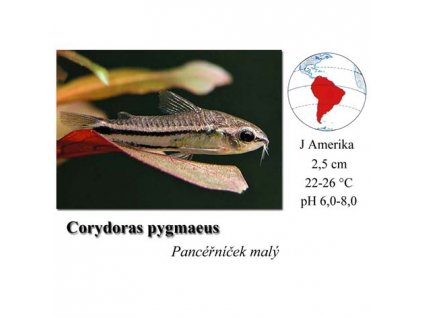 Pancéřníček malý / Corydoras pygmaeus