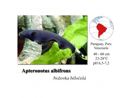 Nožovka běločelá / Apteronotus albifrons