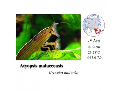 Krevetka molucká / Atyopsis moluccensis