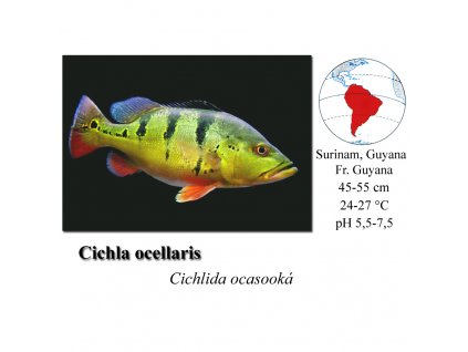 Cichlida ocasooká / Cichla ocellaris