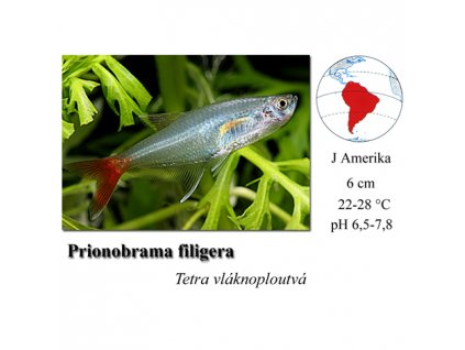 Tetra vláknoploutvá / Prionobrama filigera