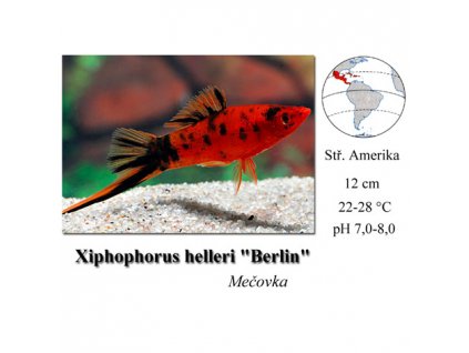 Mečovka mexická Berlin / Xiphophorus helleri