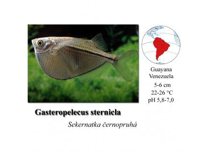 Sekernatka černopruhá / Gasteropelecus sternicla