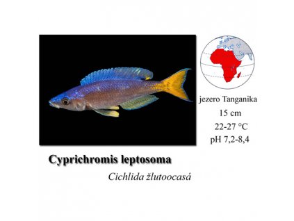 Cichlida žlutoocasá / Cyprichromis leptosoma