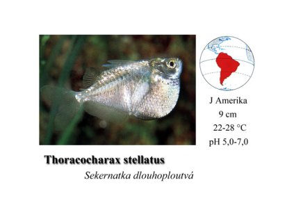 Sekernatka dlouhoploutvá / Thoracocharax stellatus