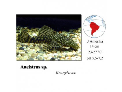 Krunýřovec mnohotrnný XXL / Ancistrus multispinis