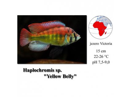 Tlamovec / Haplochromis sp. Yellow Belly