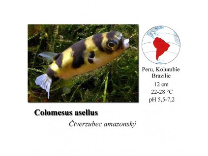 Čtverzubec amazonský / Colomesus asellus