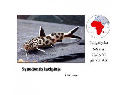 Peřovec / Synodontis lucipinnis