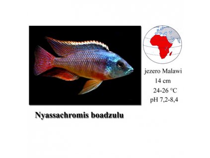 Tlamovec / Nyassachromis boadzulu