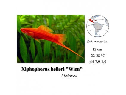 Mečovka mexická Wien / Xiphophorus helleri