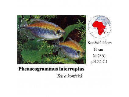 Tetra konžská / Phenacogrammus interruptus