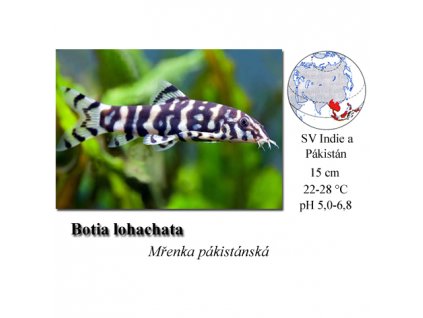 Sekavaka (mřenka) pákistánská / Botia lohachata