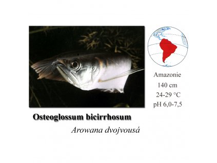 Arowana dvojvousá / Osteoglossum bicirrhossum