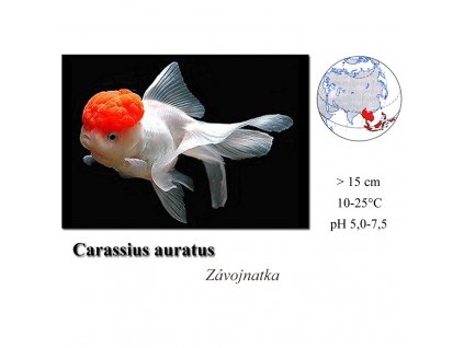 Závojnatka / Carassius auratus "red cap"