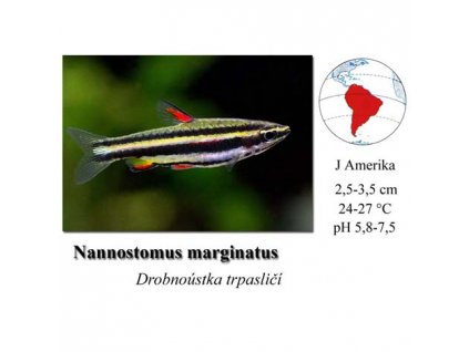 Drobnoústka trpasličí / Nannostomus marginatus