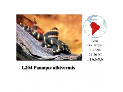 Krunýřovec / L204 Panaque albivermis