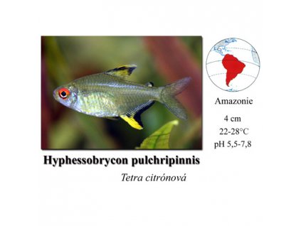 Tetra citrónová / Hyphessobrycon pulchripinis