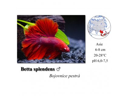 Bojovnice pestrá - samec / Betta splendens