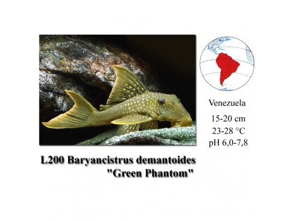 Krunýřovec / L200 Baryancistrus demantoides "Green Phantom"
