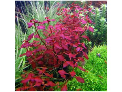 Ludwigia sp. mini super red