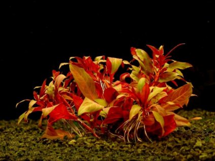 Ludwigia peruensis