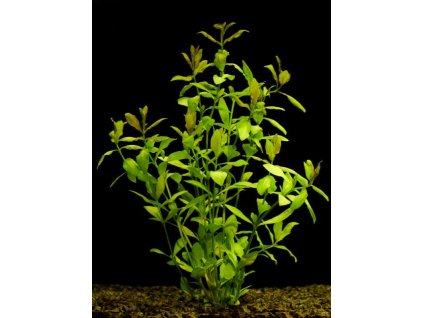 Hygrophila polysperma daho