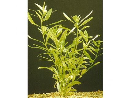 Hygrophila polysperma