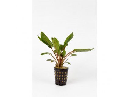 Cryptocoryne wendtii green