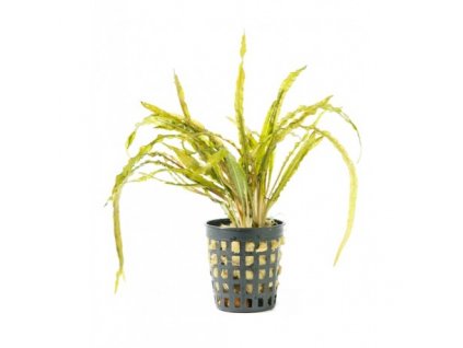 Cryptocoryne balansae